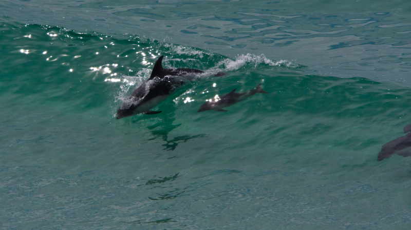 Peales Dolphins In Surf